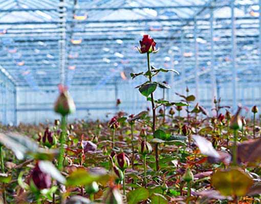 510x400_ellepot_Pot_bedding_propagation.jpg