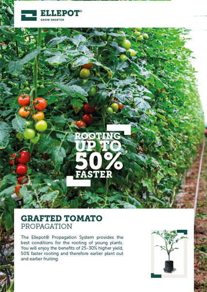 Grafted Tomato Ellepot.jpg