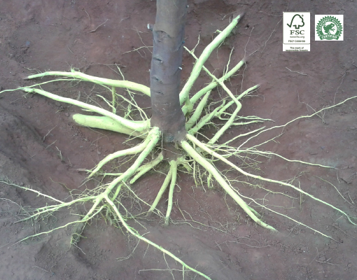 510x400 eucalyptua_roots ellepot.jpg