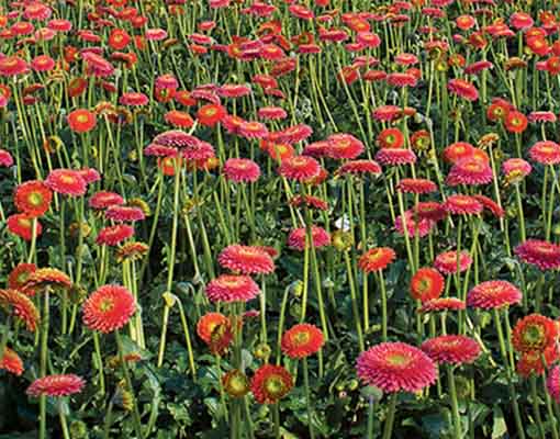 Ellepot propagation gerbera_510x400.jpg