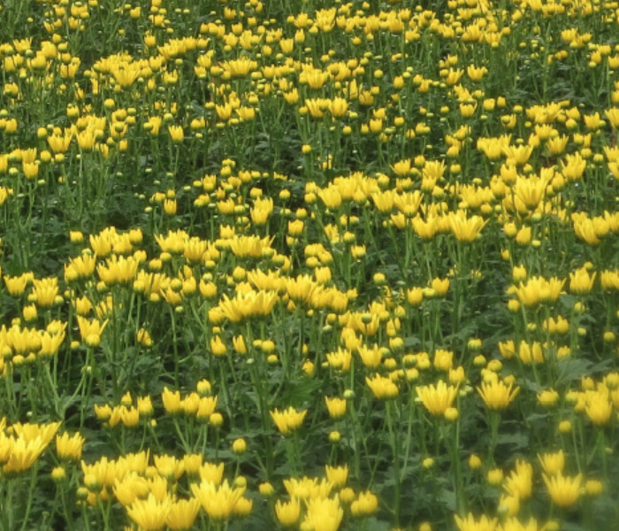 700x600 mums_cuts_flowers_ellpeot.jpg