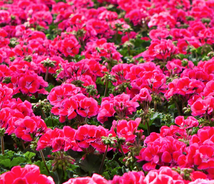 700x600 Pelargonium_ellpeot.jpg