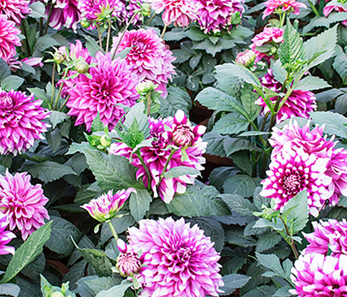 700x600 dahlia_ellepot.jpg