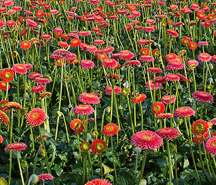 700x600 gerbera_ellepot.jpg