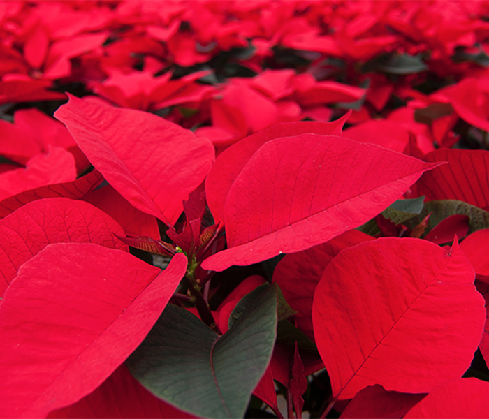 700x600_poinsettia_ellepot.jpg