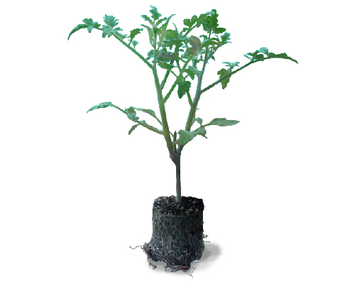 510x400_tomato_grafted_ellepot plant.jpg