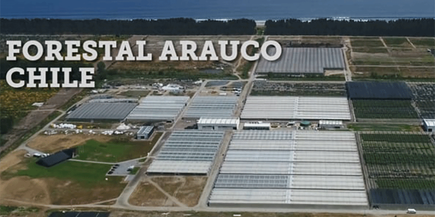 890x444 ARAUCO-VIDEO.png