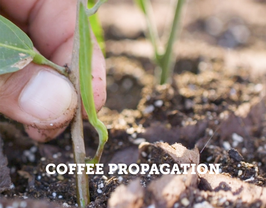 Coffee propagation Ellepot