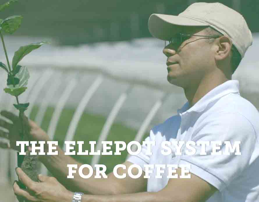 Ellepot For Coffee Propagation