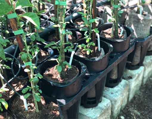 510X400 Citrus Propagation Ellepot