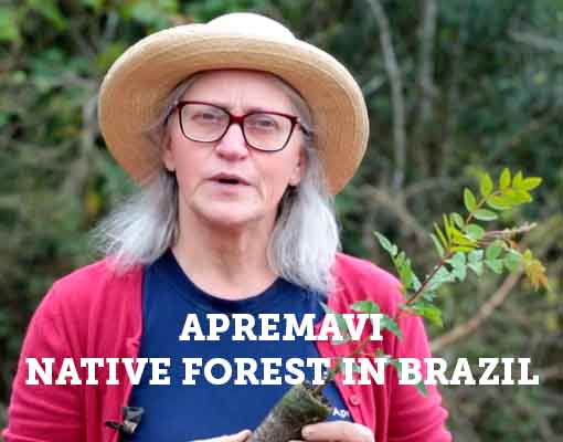 510X400 Native Forest Ellepot