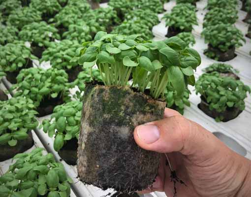 510X400 Ellepot Herbs Growing Smarter