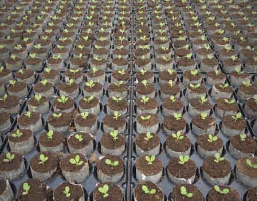 510X400 Ellepot Direct Tray Filling System For Hydroponic