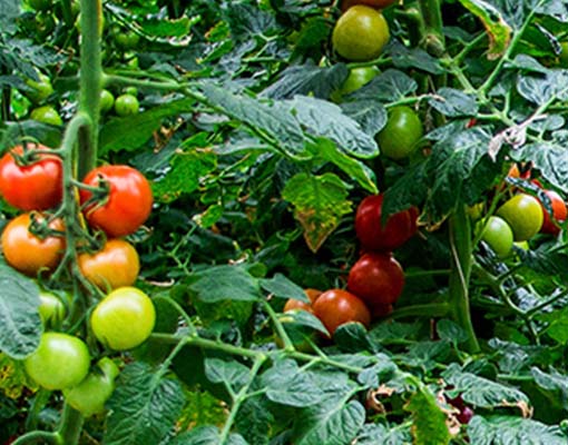 Ellepot specializes in degradable propagation designed for indoor farming tomato