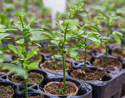 Tree & Shrub Propagation Tray for 50mm Ellepot Tree & Shrub Propagation Tray for 50mm Ellepot