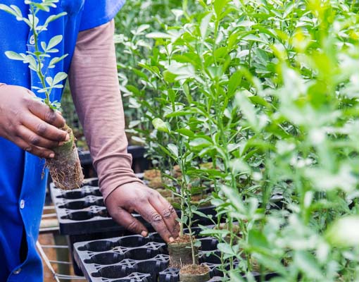 Ellepot A/S & NatCarbon-Imperative Partner to Restore South Africa’s Native Thicket