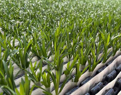 RCS® 2.0 roots cuttings in biodegradable paper pockets